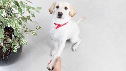 Chiot donnant la patte à son maître