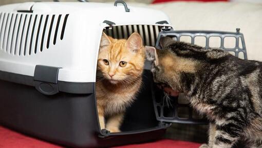 Chaton roux assis dans une caisse