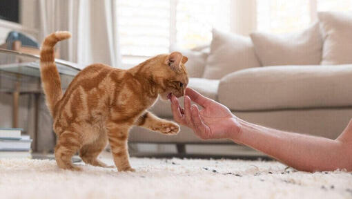 Chaton roux mordant la main d'un humain