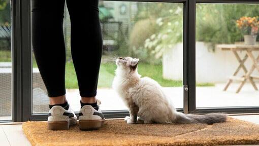 Chat attendant à la porte avec son propriétaire