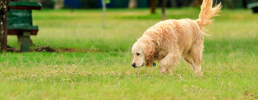 hond snuffelt in het gras terwijl hij kwispelt