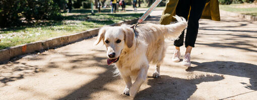 honden aan de lijn
