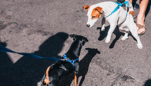 chiens tirant en laisse