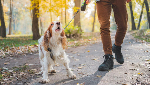 blaffende honden