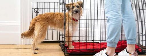 smerige hond die een box inloopt