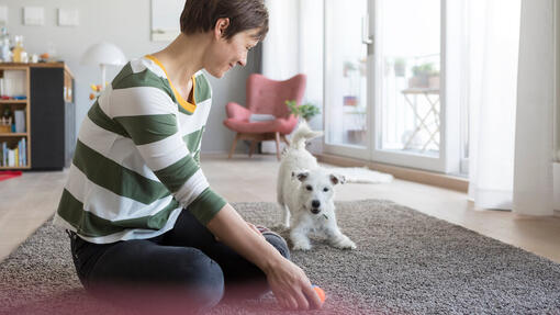 Chien qui joue avec son maître