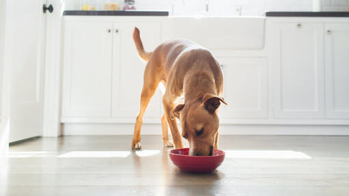 Chien qui mange