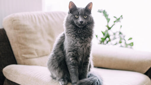 grote kat zit op een sofa