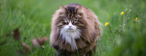 grote kat op het gras
