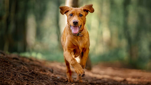hond op stap in het bos