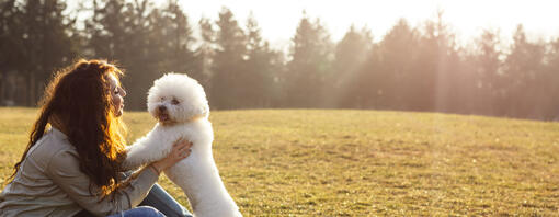 bichon frisé met eigenaar