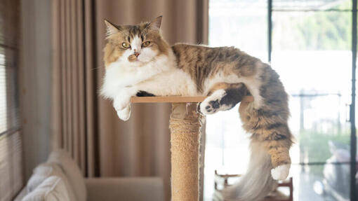 Chat assis dans la chambre