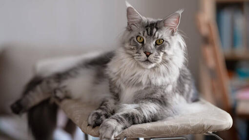 Main Coon