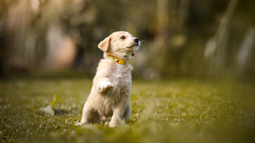 puppy in het gras