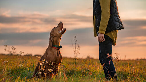baasje en hond trainen buiten