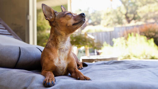 hond is aan het relaxen