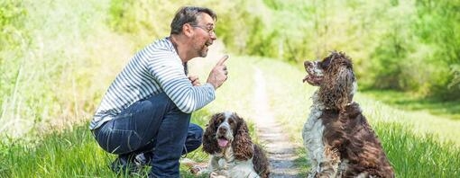 Chien en séance de dressage avec son propriétaire 
