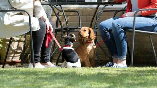 Er is geen pasklaar antwoord. Je mag niet vergeten dat het karakter en het gedrag van jouw hond afhangen van diens individuel