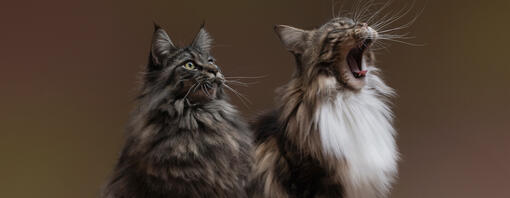 Chats à fourrure longue