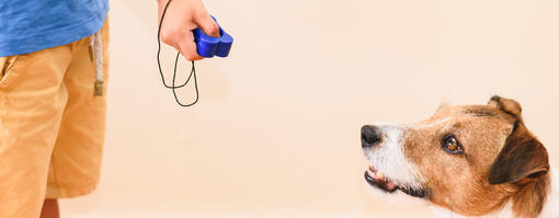 clickertraining met hond