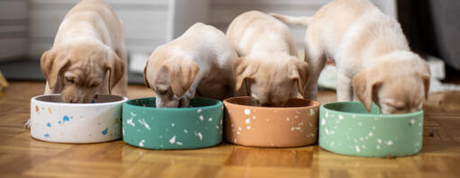 Honden eten