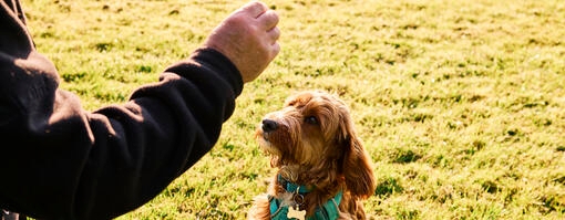 Eigenaar traint hond