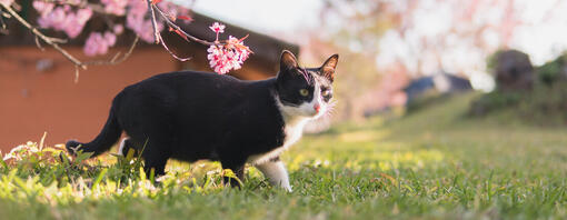Top 90 des noms japonais pour chats
