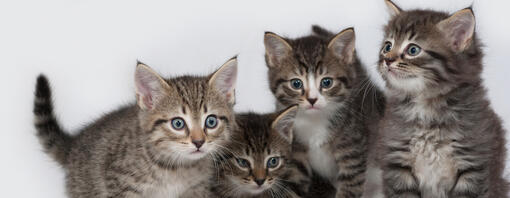 25 interessante kittenweetjes  