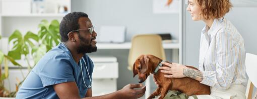 Chemische versus chirurgische castratie bij de hond