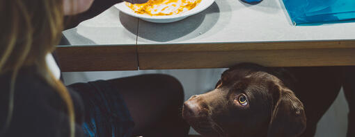 Welke menselijke voedingsmiddelen mogen honden eten? 