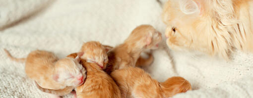 Chat avec des chatons