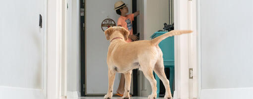 Le chien « velcro » : pourquoi mon chien me suit-il partout ?