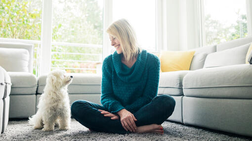 Combien de temps durent les périodes de chaleur chez la chienne ? 