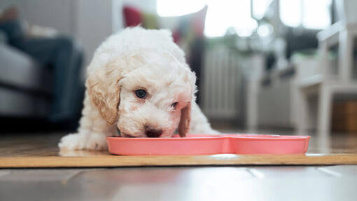 Witte hond eten