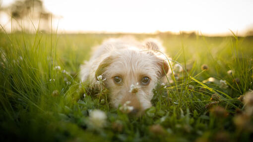 Chien ayant un air timide