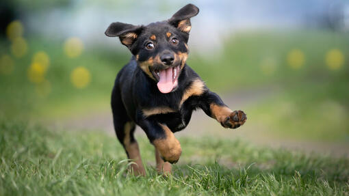 Chien dans un parc