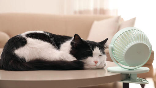 Kat met een ventilator