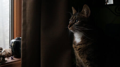 Kat in de schaduw