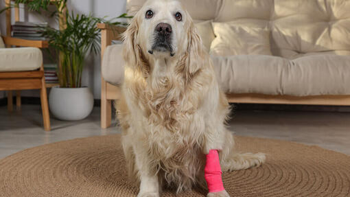 Chien avec une blessure