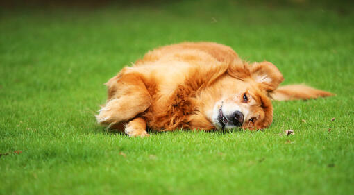 Hond rolt in het gras