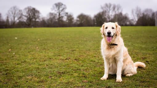 hond zit in een veld