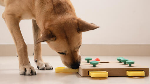 Chien inspectant un jeu