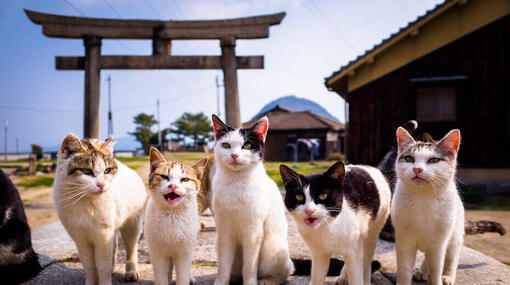 Top 90 des noms japonais pour chats 