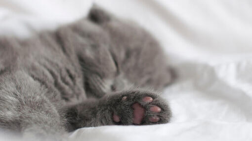 25 interessante kittenweetjes  