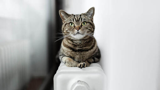 25 interessante kittenweetjes  