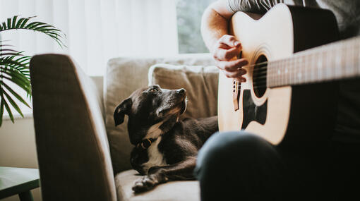 hond kijkt naar baasje dat gitaarspeelt