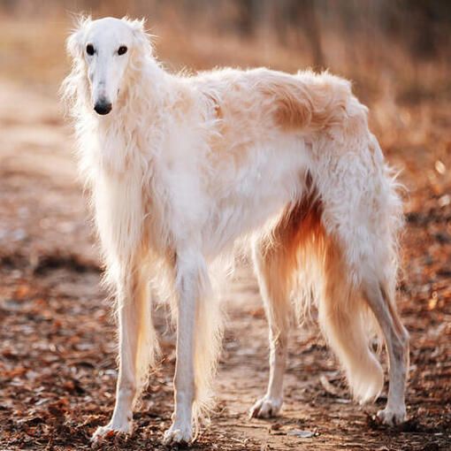Barzoi