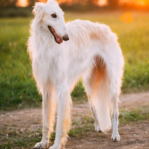 Barzoi
