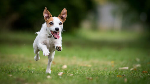 Chien qui court dans un champ