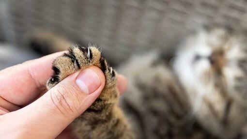 Propriétaire tenant la patte de son chat